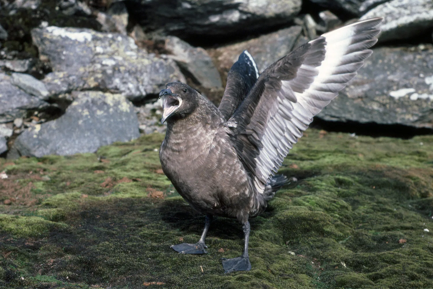 Antarctic or South Polar Skua Displaying - Catharacta maccormicki